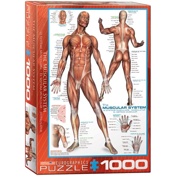 Eurographics Sistem mišića 1000-Pieces Puzzle 6000-2015 - ODDO igračke