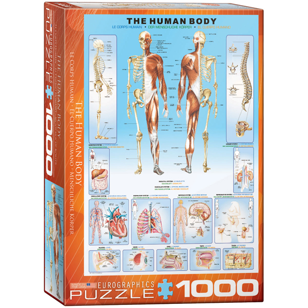 Eurographics Human body 1000-Piece Puzzle 6000-1000 - ODDO igračke